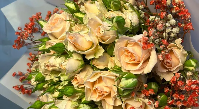 Peach roses with coral baby's breath in soft blue paper