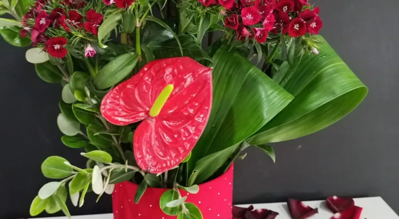 Red roses with anthurium and dianthus in red polka dot container